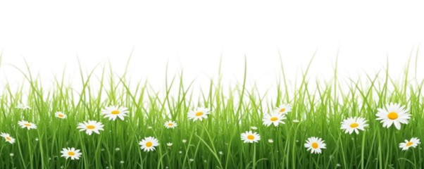 A vibrant, fresh spring green grass lawn edge border, adorned with daisy flowers isolated against a transparent background. Generative ai