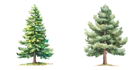 fir tree watercolor vector illustration