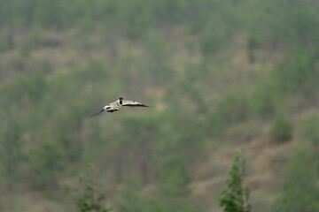 Bird in flight