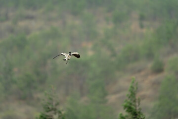 Bird in flight