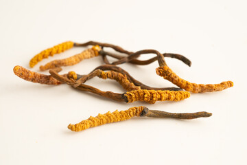Cordyceps or Ophiocordyceps sinensis mushroom herb is fungus for used as medicine on white background.