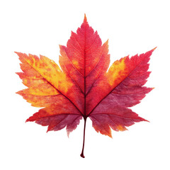 Fototapeta premium Vibrant Autumn Maple Leaf - Red and Orange Fall Foliage