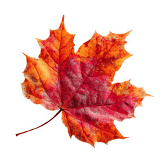 Obraz premium Vibrant Red and Orange Autumn Maple Leaf Close-up