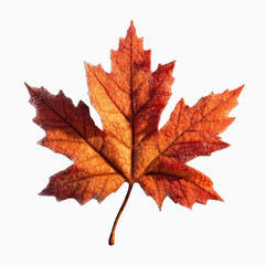 Obraz premium Single Vibrant Autumn Maple Leaf with Frost