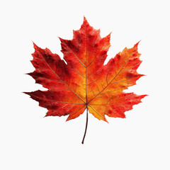 Fototapeta premium Vibrant Autumn Maple Leaf - Isolated on Dark Transparent background