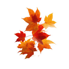 Fototapeta premium Vibrant Autumn Maple Leaves Cluster