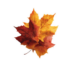 Vibrant Autumn Maple Leaves Cluster