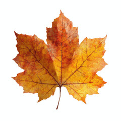 Obraz premium Single Autumn Maple Leaf on Cyan Transparent background
