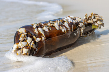 Colony of the pelagic gooseneck barnacle - Lepas anatifera, stuck to a glass bottle washed up from...