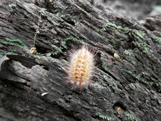 Insect, Parque Nacional Amboró, Bolivia