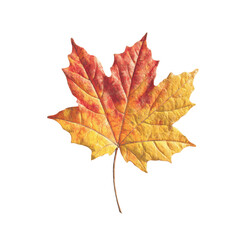 Vibrant Autumn Maple Leaf on White Transparent background