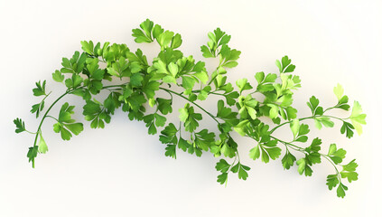 Obraz premium Fresh Coriander on White Background - Top View