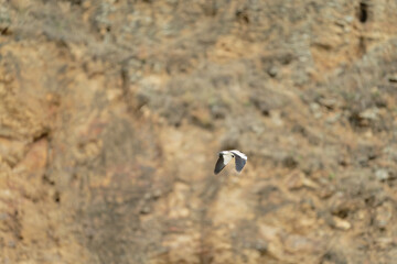 Bird in flight