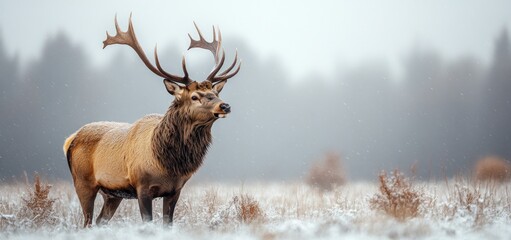 Naklejka premium Majestic Elk in Winter Wonderland: A Breathtaking Wildlife Scene