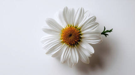 Obraz premium Single white daisy on white background. Detailed close-up