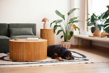 Dog resting in cozy living room 