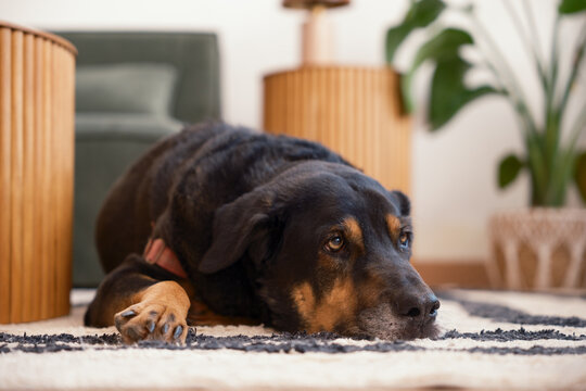 Dog resting in cozy living room 