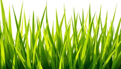 Obraz premium Vibrant green blades of grass, lush and isolated on pure white, texture, outdoors