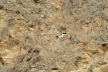 Bird in flight