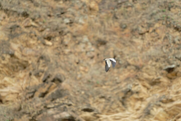 Bird in flight