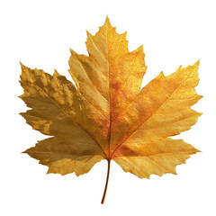 Obraz premium Golden Autumn Maple Leaf - Detailed Macro Photography