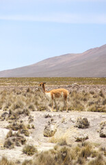 Vicuna, Peru