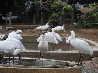 動物園で飼育されているクロツラヘラサギ