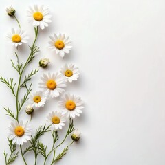 Obraz premium Elegant White Daisy Flowers on Soft White Background Conveying Purity and Simplicity in Nature
