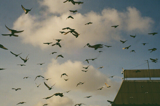 Flock of birds soaring across a cloudy sky 
