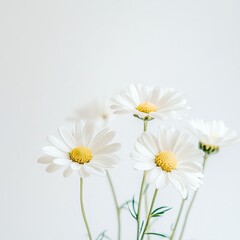 Obraz premium Elegant Arrangement of Three White Daisies in a Clear Vase Set Against a Soft White Background