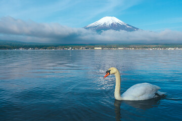 【山梨県】富士山と泳ぐ白鳥 — 静かな湖畔の朝
