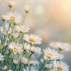 Fototapeta premium Delicate White Flowers with Bright Yellow Centers Blooming in a Lush Green Field Under a Clear Blue Sky