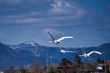 琵琶湖付近の田んぼで越冬する数匹のコハクチョウ