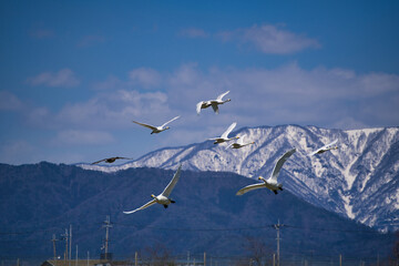 琵琶湖付近の田んぼで越冬する数匹のコハクチョウ