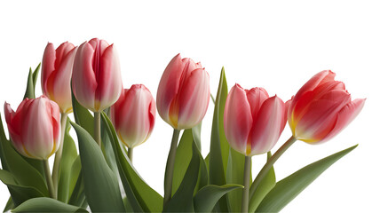 Fototapeta premium tulips transparent background png
