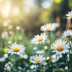Fototapeta premium Bright White Daisies Blooming in a Lush Green Field Under Clear Blue Sky Evoking Joy and Freshness