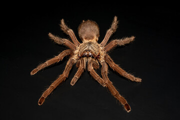 Asian Fawn tarantula (Chilobrachys huahini), Close-up brown tarantula on black background