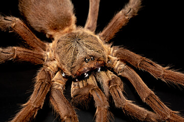 Asian Fawn tarantula (Chilobrachys huahini), Close-up brown tarantula on black background