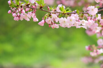 淡いピンクの思川桜　緑背景