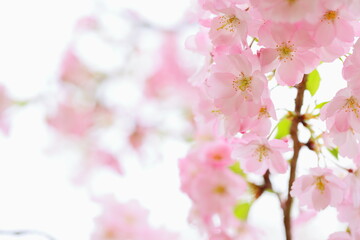 淡いピンクの思川桜のクローズアップ　白背景
