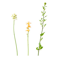 Three Elegant Stems with Delicate White and Peach Flowers and Green Leaves on a transparent background