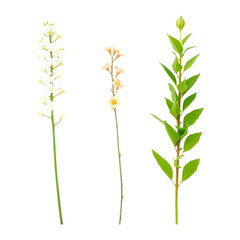 Fototapeta premium Three Elegant Botanical Stems Isolated on a transparent background White Flower, Peach Flower, and Green Leaves