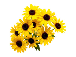 Vibrant Yellow Black Eyed Susan Flowers Bouquet on a transparent background