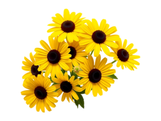 Vibrant Yellow Black Eyed Susan Flowers Bouquet on a transparent background