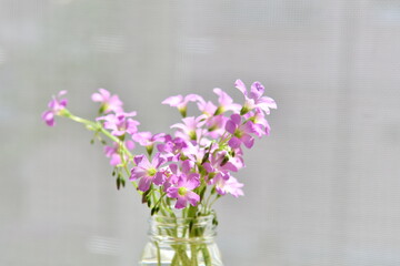 ピンク色の小花
