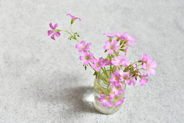酢漿のピンク色の花