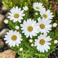 Obraz premium Close Up of Delicate White Flowers with Soft Petals and Lush Green Foliage in Natural Sunlit Setting
