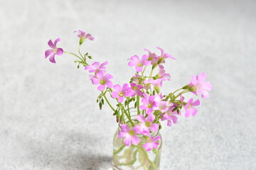 酢漿の花