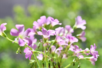 ピンク色の花