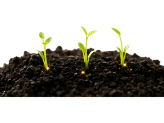 Three Young Seedlings Growing in Dark Soil with Glowing Lights on a transparent background